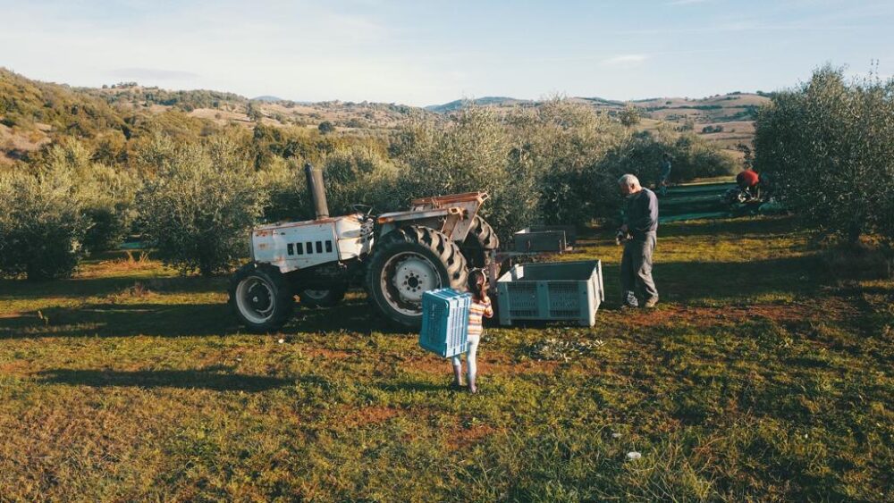 Raccolta delle olive al Podere Manni: Pericle tra gli olivi, il trattore e le cassette, Roselle (Grosseto)